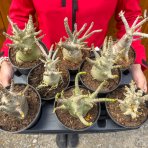 Adenium (Adenium obesum) ‘ANSU BAOBAB’ - výška 10-20 cm, kont. C1L